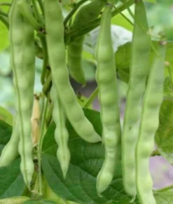 Zaden: stokslaboon uit mechelen