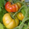 Zaden: tomaat ananas