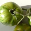 Zaden: tomaat green zebra