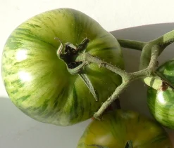 Zaden: tomaat green zebra