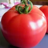 Zaden: tomaat rose de berne