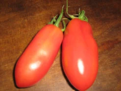 Zaden: tomaat san marzano