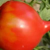 Zaden: tomaat téton de vénus