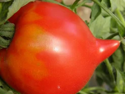 Zaden: tomaat téton de vénus