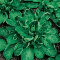 Zaden: veldsla coquille de louviers