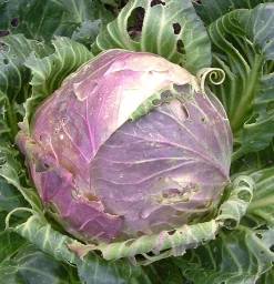 Zaden: witte kool uit vaugirard