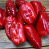 Zaden: zachte paprika uit spanje