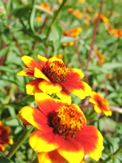 Zaden: zinnia perzisch tapijt