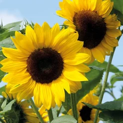 Zaden: zonnebloem decoratieve mengeling