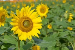 Zaden: zonnebloem groot geel