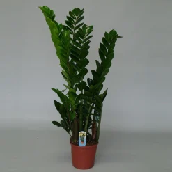 Zamioculcas ( ZZ-plant of Emerald palm )