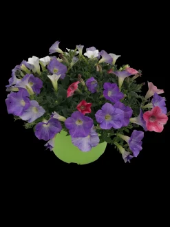 Zomerse bloeitrio p17