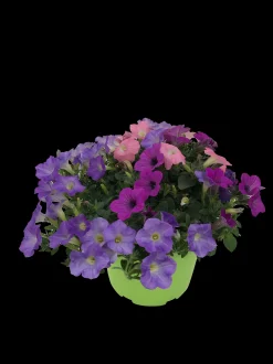 Zomerse bloeitrio p17