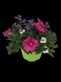 Zomerse bloeitrio p17